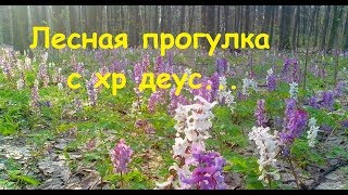 коп 2018 Лесная прогулка с хр деус.Поиск монет.