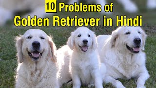 10 Common Problems of Golden Retriever in Hindi