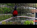 Masteran Kolibri Ninja Konin Full Tembakan Isian Mewah Mp3 - Mp4 Download