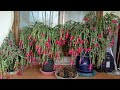 게발선인장 잘 키우는 법(번식,삽목,분갈이,물주기,꽃피우기) How to grow a Christmas cactus well.