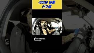 귀여운동물친구들 #고양이 #각종유머 #강아지 #애견영상 #귀여운동물 #유머 #동물 #동물친구들 #냥냥이 #댕댕이 #귀여운동물친구들