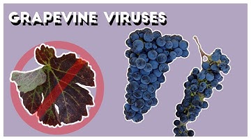 Grapevine Viruses