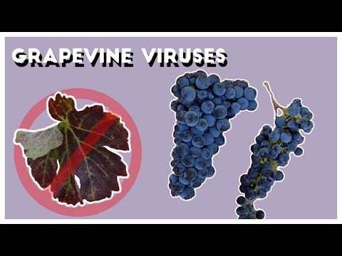 Video: Wat is Grapevine Leafroll Virus: Leer oor die bestuur van blaarrolle van druiwe