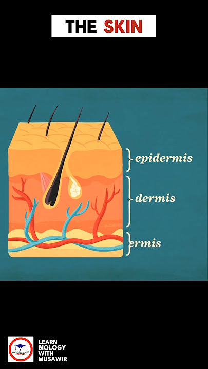 The SKIN ( intro and facts )