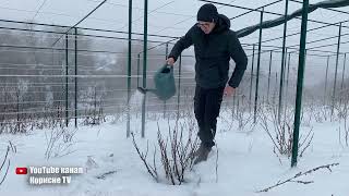 Найважливіша Обробка Смородини Ранньою Весною. Не Пропустіть Її