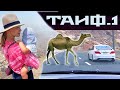 ⛰ Город Таиф. День 1. Серпантин и гроза в Саудовской Аравии [2021].  Road trip to Taif Saudi Arabia