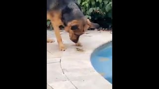 German Shepherd Saves Little Grasshopper Out Of The Pool