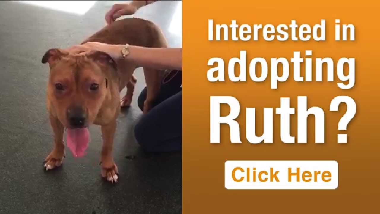 aspca near me ASPCA Pet of the Week: Ruth