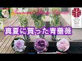 【青薔薇】小松ガーデンさんから欲しかった青薔薇を3苗が届きました #小松ガーデン #ばら