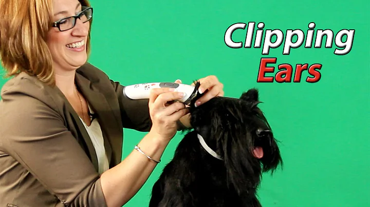 Rebecca Cross shows how to Clip the Ears of the Sc...