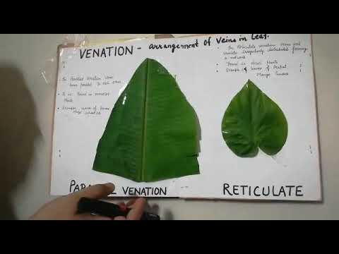 Class 6 Biology Ch 1 The Leaf Venation and it's types - YouTube
