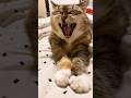 Зови меня по имени  #catshorts #cat #cute #кошка #кошкавдоме