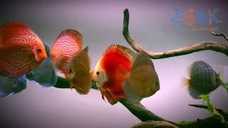 200L Planted Discus Tank