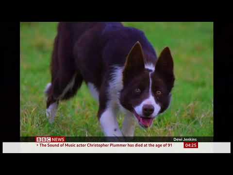 Kim the border collie (sheepdog) sold for $37k (Wales/Global) - BBC News - 6th February 2021