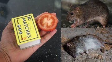 JUST 5 MINUTES || How To Get Rid of Mouse Rats, Permanently In a Natural Way | JUST 5 MINUTES