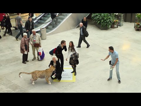 National Geographic Augmented Reality experience by INDE