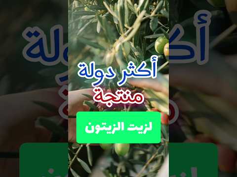 أكثر دول العالم إنتاجا لزيت الزيتون