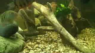Vampire Plecos 2
