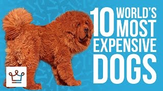 Top 10 Most Expensive Dogs In The World