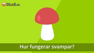 Hur fungerar svampar? (Biologi) - www.binogi.se