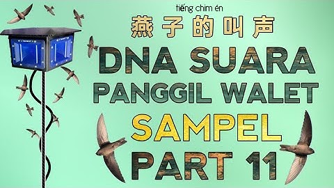 DNA SUARA PANGGIL INAP WALET TERBAIK | SAMPEL PART 11 - 燕子叫声 Yànzǐ jiào shēng @ekafamilyofficial