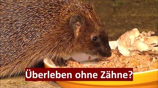 Wie das Igel-Weibchen Lottchen (fast) ohne Zähne lebt (22.08 - 31.08.2023) by Cordula Schultz - Was da kreucht und fleucht - 1,130 views 5 months ago 4 minutes, 3 seconds