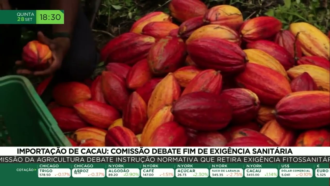 Importação de cacau: comissão debate fim de exigência sanitária