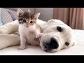 Golden Retriever Puppy and Tiny Kitten Become Best Friends!