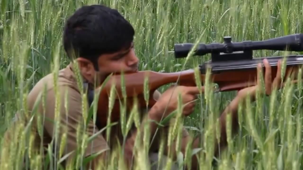 DOVE HUNTING WITH AIR GUN DIANA 56 TH IN PAKISTAN YouTube