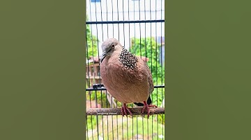 suara pikat burung derkuku tekukur menekan lawan pagi hari #shorts #shortsfeed #shortvideo #short
