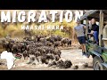 The 8th Wonder Of The World / 2 Million Wildebeests Crossing From Tanzania 🇹🇿 To Kenya 🇰🇪