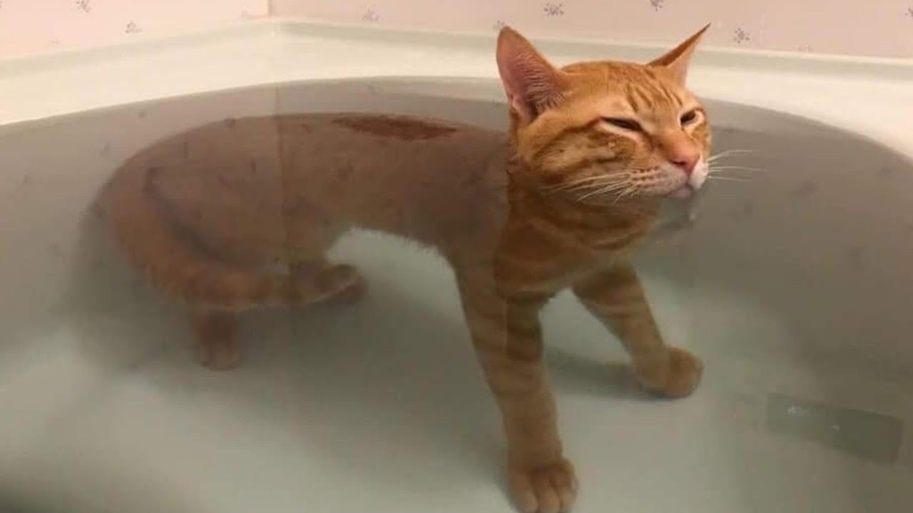 ⁣Can You Watch These Funny Pets Without Laughing?