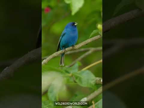 طائر ازرق جميل سبحان الخالق قصص