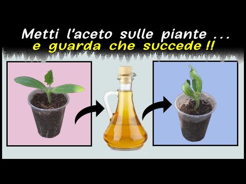 Video: Succo di sottaceti per la crescita delle piante - Motivi per versare il succo di sottaceti sulle piante