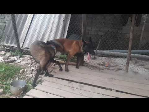Gép duyên cho cặp Malinois đực đỏ sạch và cái duron cực chất tại Trại Chó Giống trần Vượng