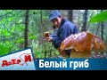 Вкусное блюдо с белыми грибами. “Доктор И“