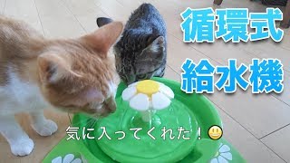 循環式給水機に猫ちゃんズ歓喜！！（20171016)【すず/コテツ】