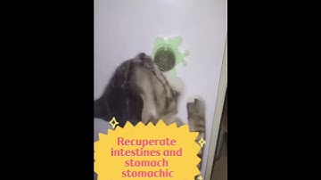 Rotating Catnip Ball Stickable Wall Cat Toy