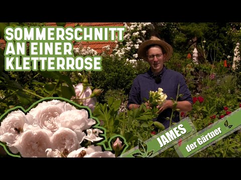 Video: Kletterrosen klettern nicht: Warum eine Kletterrose nicht klettert