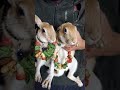 Happy Ghughutiya #kumauni #cuteanimals #crow #youtubeshorts #bunny #pets #festival #trending #cute