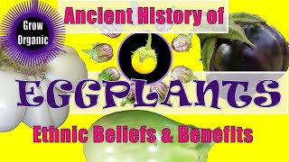 History of Eggplants Ethnic Beliefs and Health Benefits