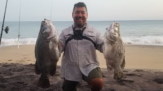 PESCA de Orilla /TRIPLETAIL FISHING / MUY GRANDES / EN LOS CABOS