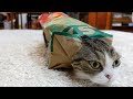 紙袋の使い方を教えるねこ。-Maru teaches how to use the paper bag to Kitten Miri.-