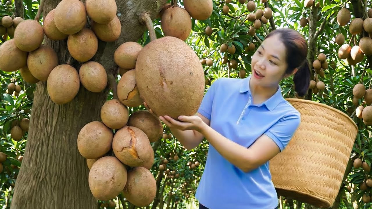 From Vineyard to Market: Harvesting sapodilla & Caring for Farm Animals