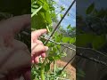 Snap peas and other garden updates.