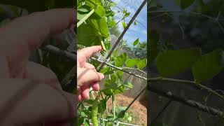 Snap peas and other garden updates.