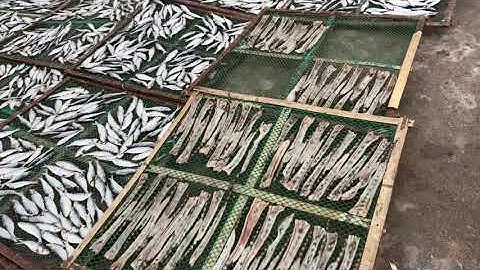 Khô cá trích, cá chình bông và cá chỉ vàng