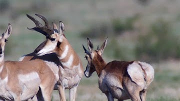 How to Field Judge Antelope - Buck 18