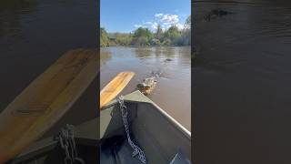 ALLIGATOR ATTACKS BOAT! #shortsfeed #viralshort #alligator