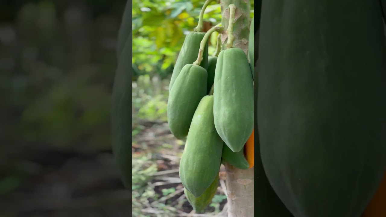 New papaya plot harvesting 